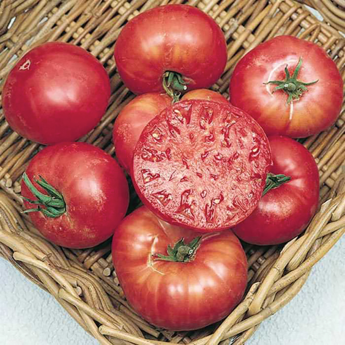 Morgage Lifter Tomato